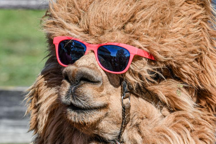 Eastland Alpacas hosted 17th annual open house in Mount Joy [photos