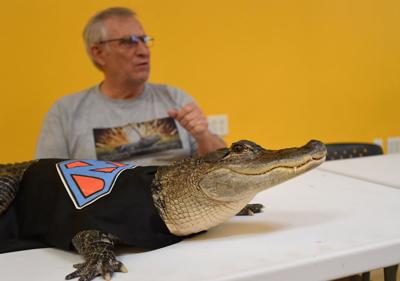Fan and support alligator Wally denied entry into Phillies game