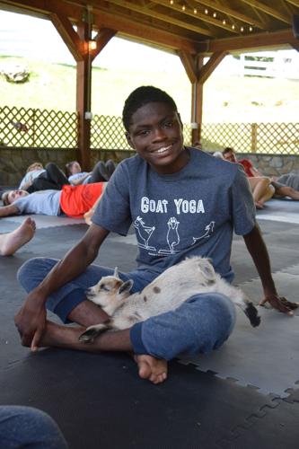 Goat yoga