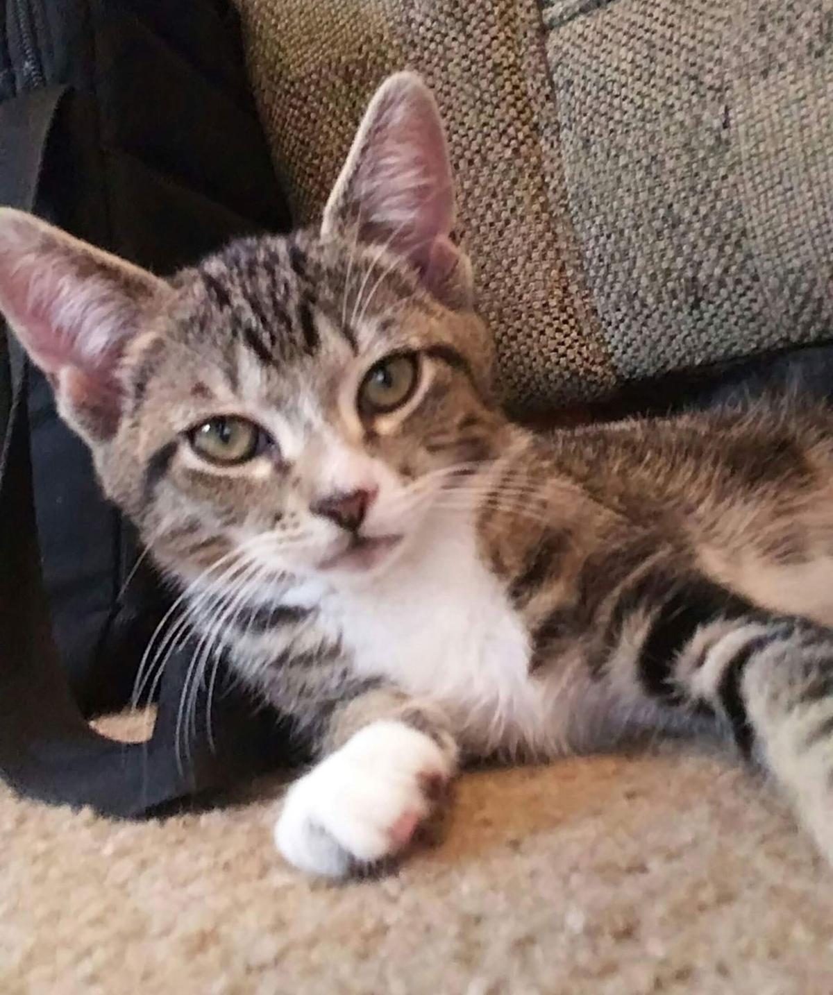 Kitten Yoga Lancasteronline Com
