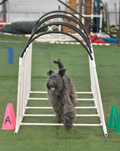 Rocky Creek Dog Agility 28.jpg