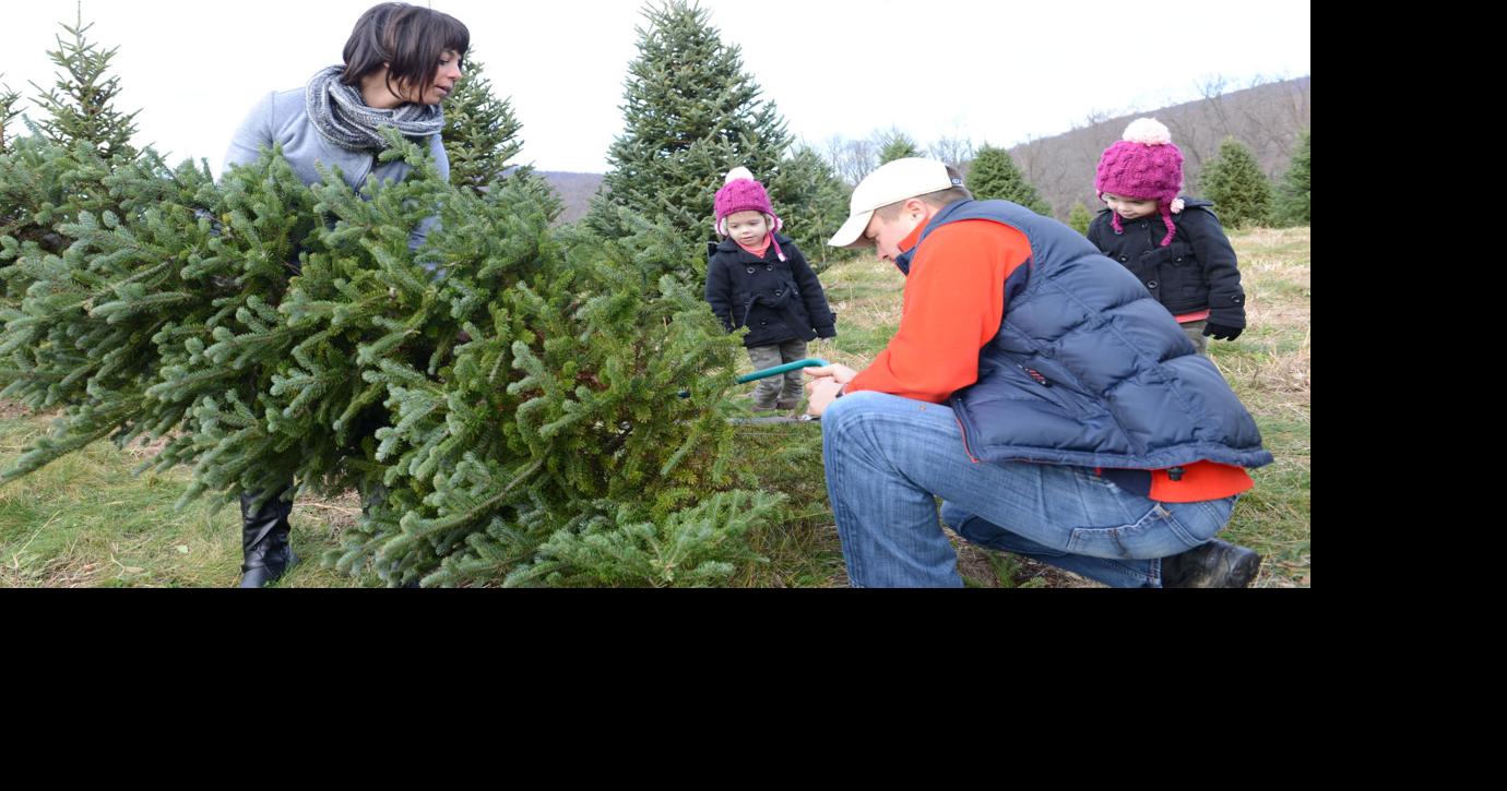 Where to cut your own Christmas tree in Lancaster County Local News
