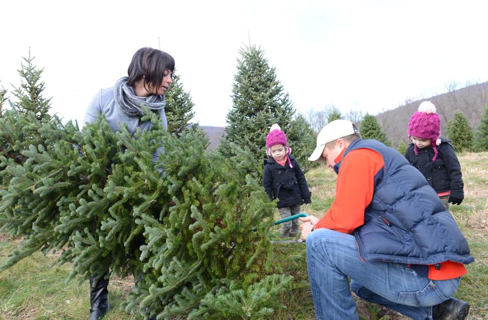 Where to cut your own Christmas tree in Lancaster County | Local News