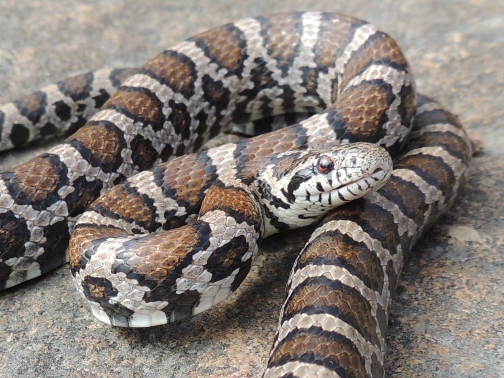 Do you kill snakes? Why? | Outdoors | lancasteronline.com