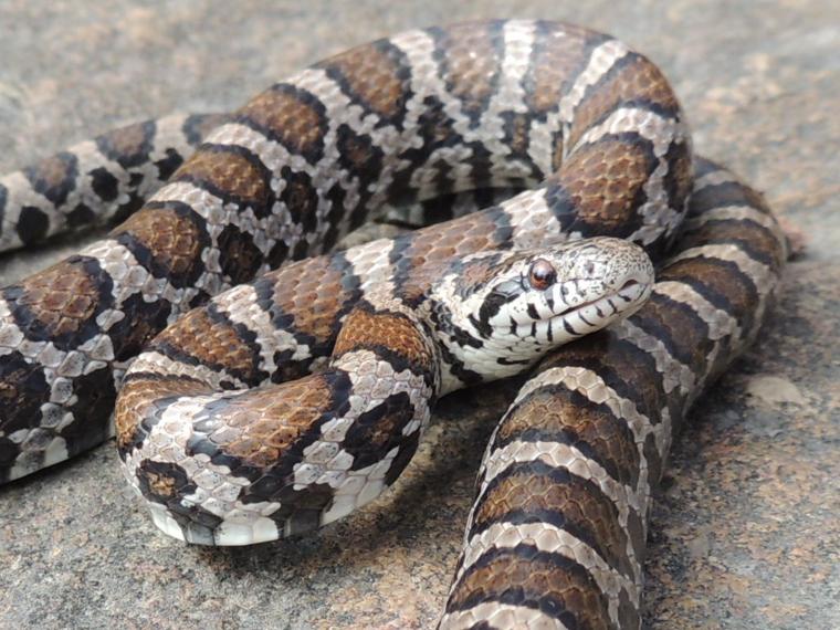 Do You Kill Snakes Why Outdoors Lancasteronline Com