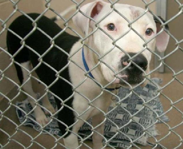 Where will they go? Some regional animal shelters won't take pets from  Lancaster County | Local News 