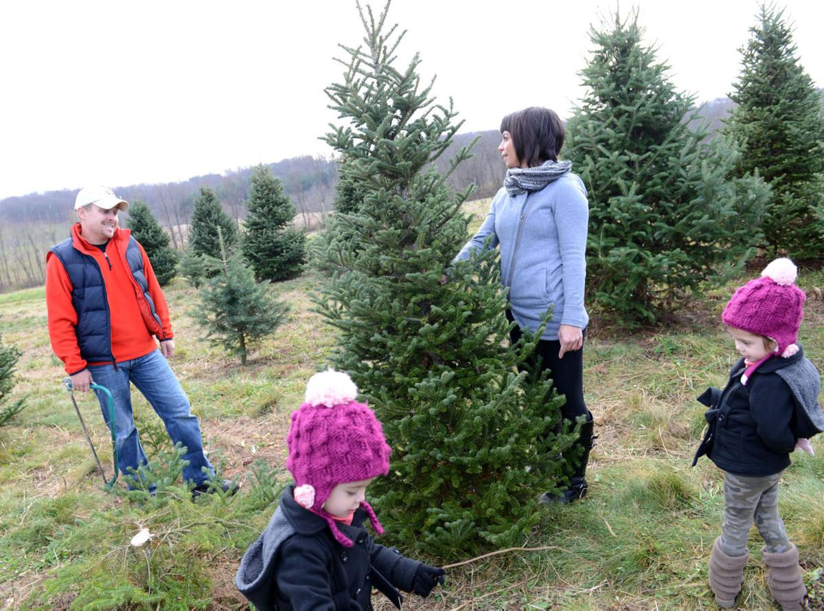 Where to cut your own Christmas tree in Lancaster County Local News