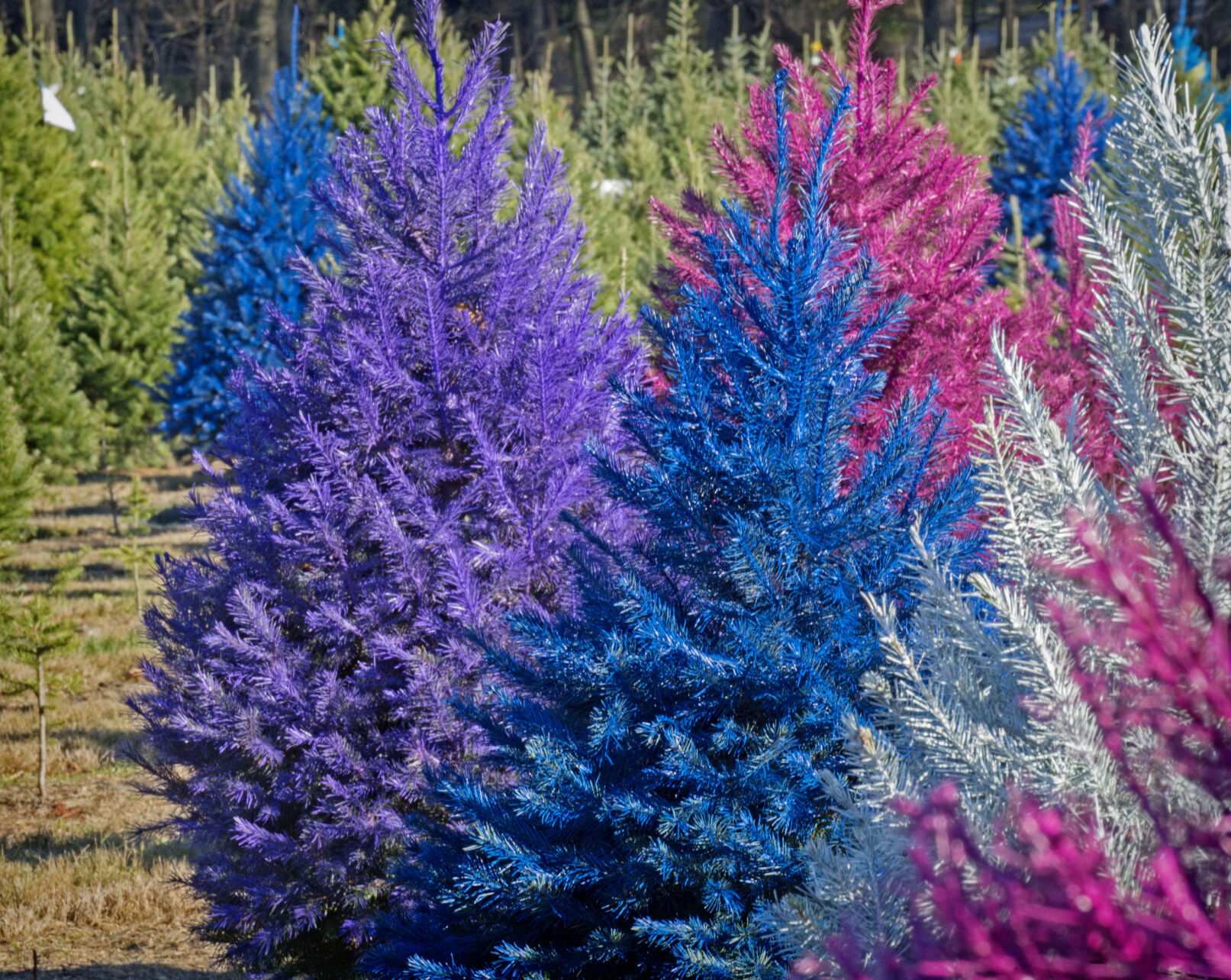 purple christmas tree