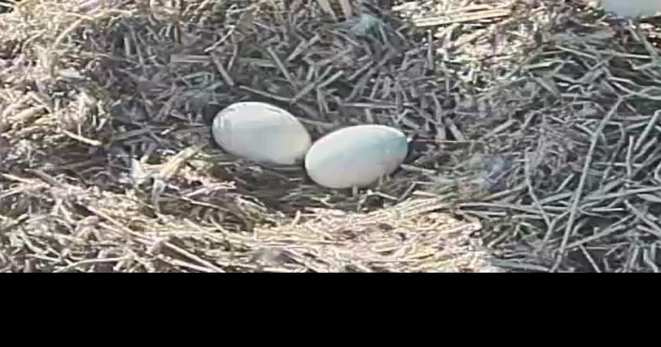 eagle nest with eggs