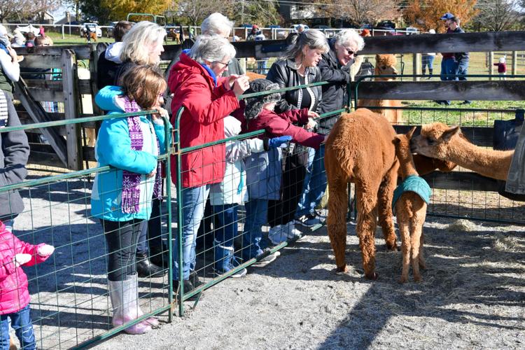 Eastland Alpacas hosted 17th annual open house in Mount Joy [photos
