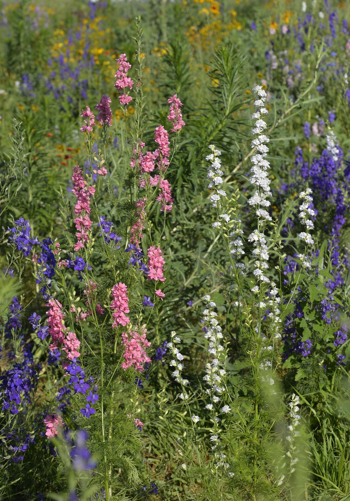 Wildflower Field Lititz Pa Best Flower Site
