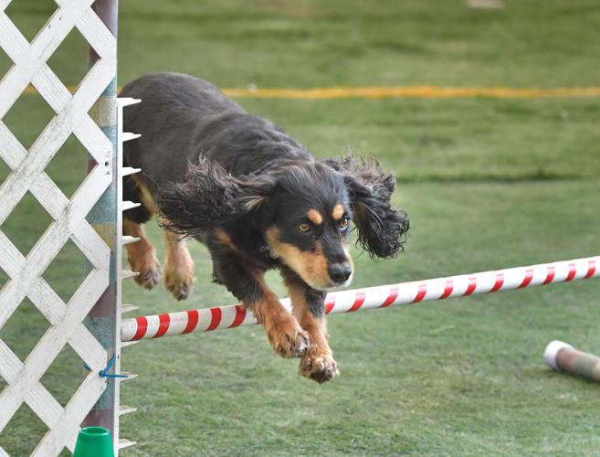 Rocky Creek Dog Agility 29.jpg