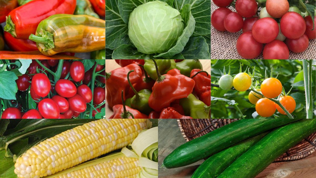 10 Favorite New Vegetable Plants To Find In Lancaster County For 2018 Home Garden Lancasteronline Com There is still so much to be done. 10 favorite new vegetable plants to