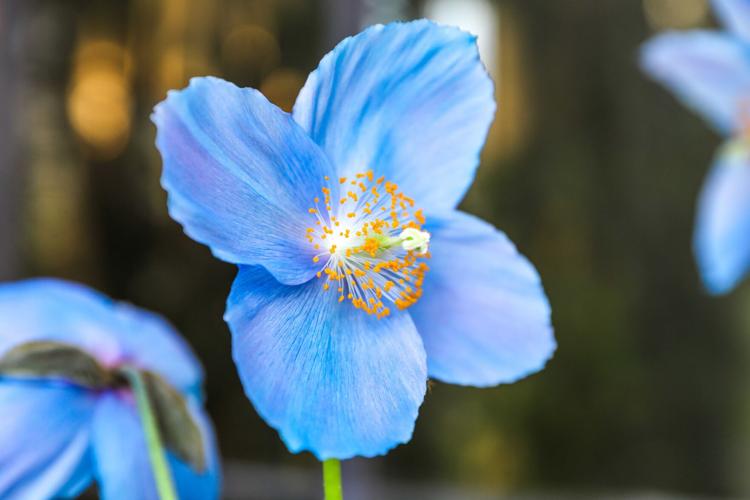 Blue poppy