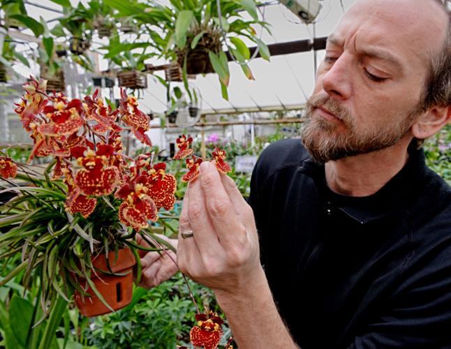 Little Brook Orchids grows into a center of prizewinning blooms Home