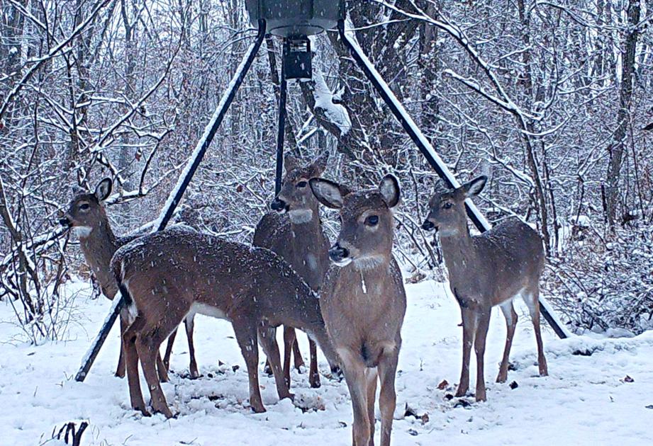 Pa Game Commission Plan Proposes Statewide Ban On Feeding Deer