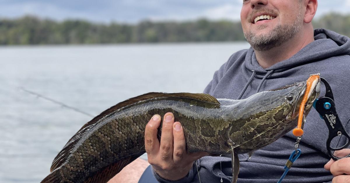 Conowingo Dam lifts caught nearly 1,000 invasive snakeheads this