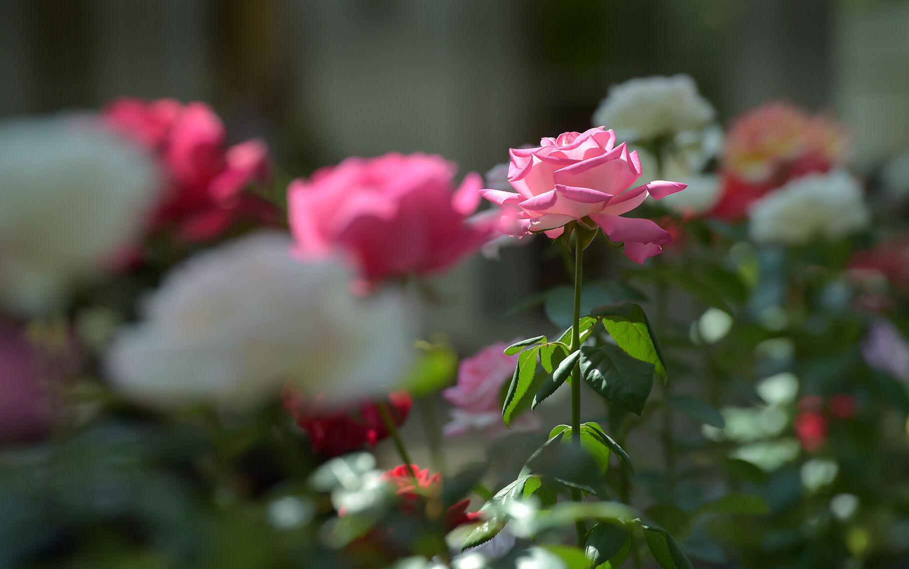 Rose Show at Hershey Garden [photos] | Home & Garden | lancasteronline.com