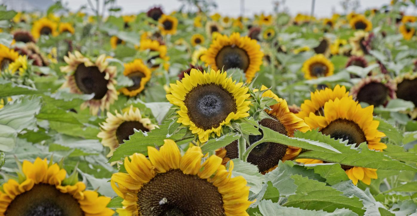 Find 21 sunflower festivals, make a succulent topped birdhouse 521 ...