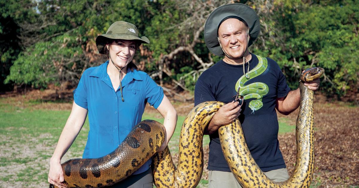 NMHU researchers discover new species of Giant Anaconda in South ...