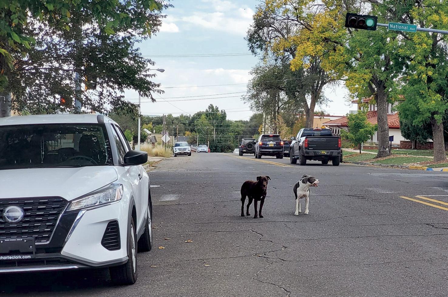 Is Las Vegas going to the dogs? Local residents weigh in on the animal