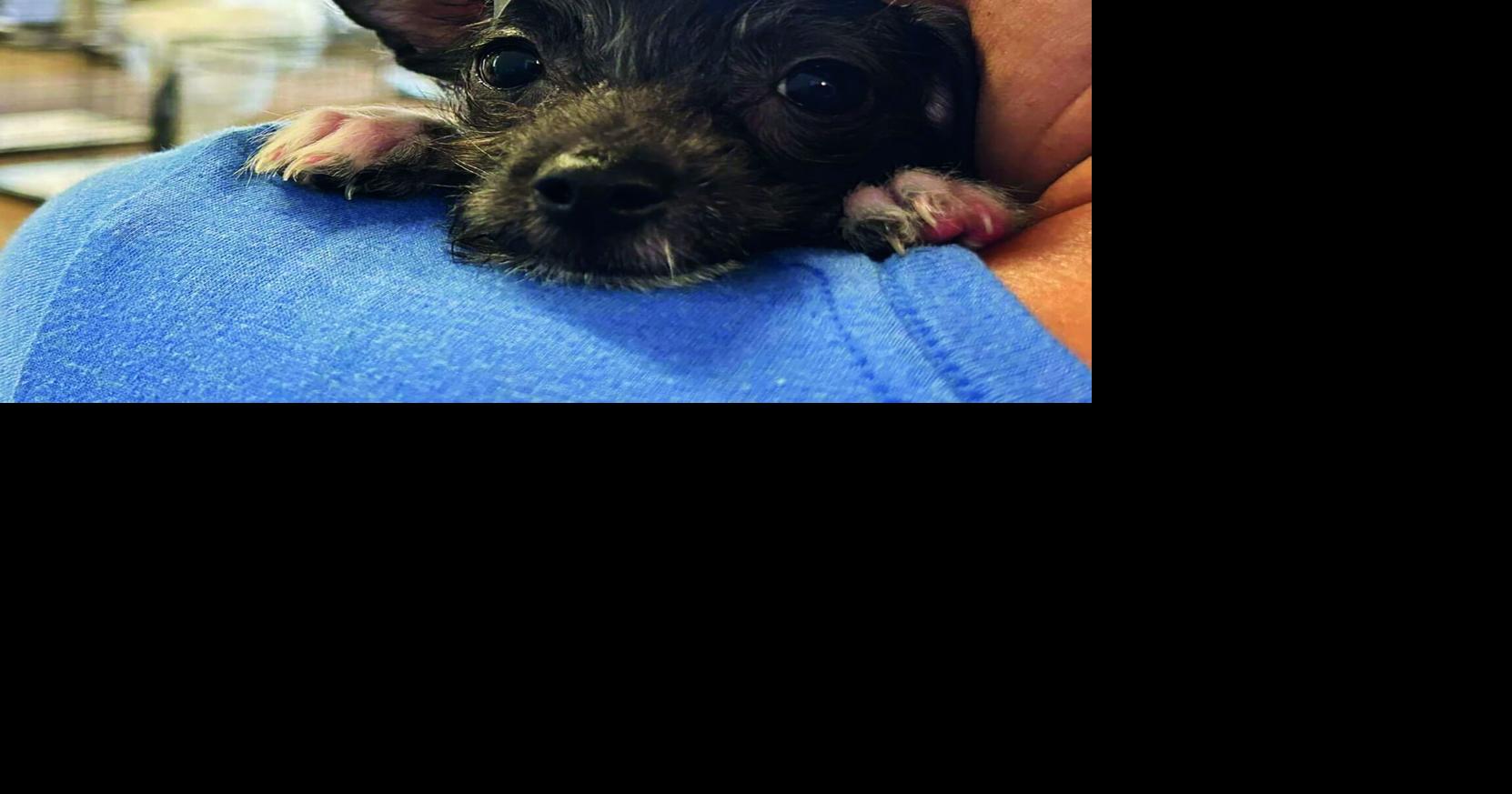 City provides update on plan for animal shelter