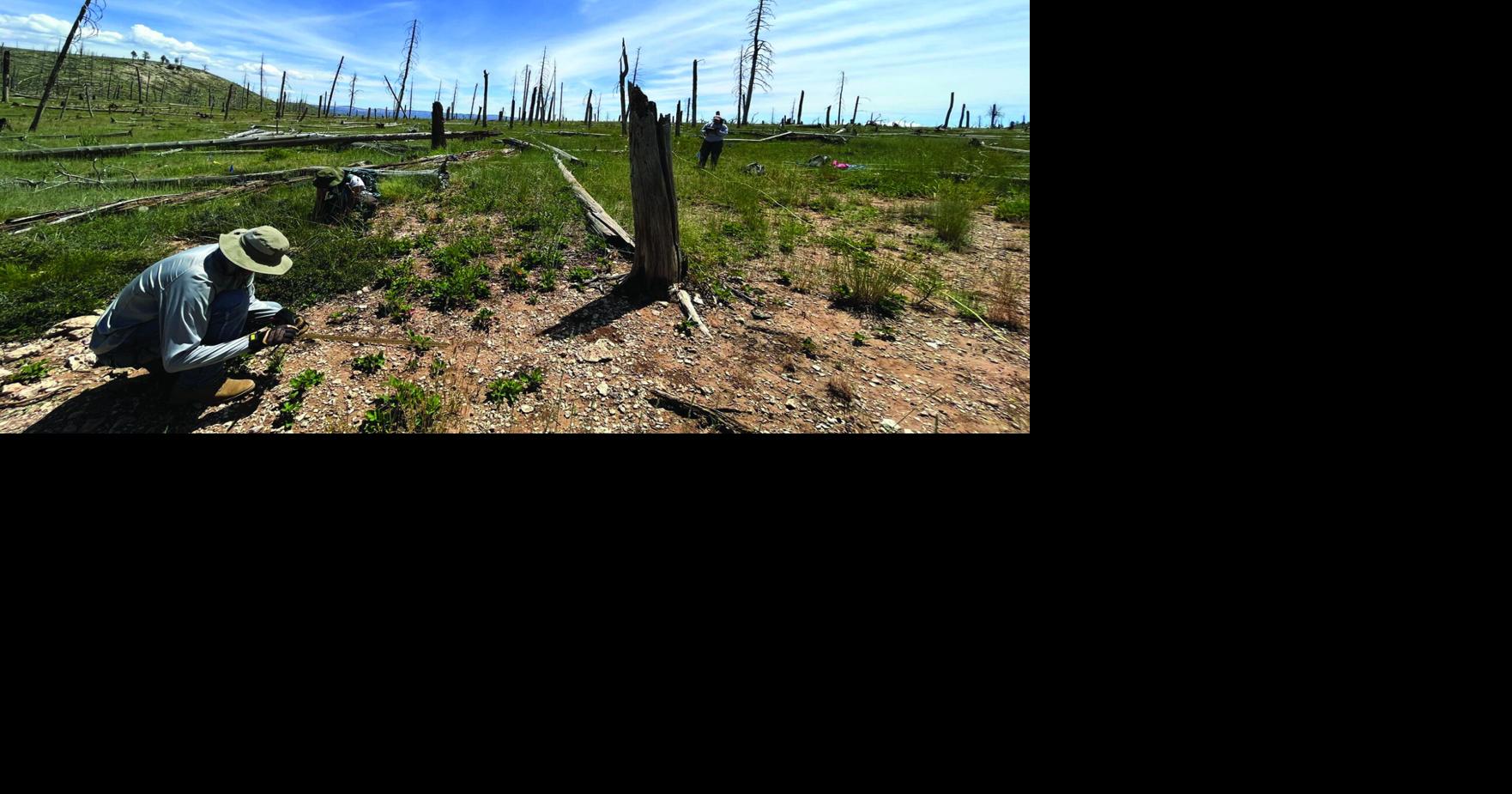 A ‘reforestation pipeline’ in New Mexico trains seedlings to survive in burn scars