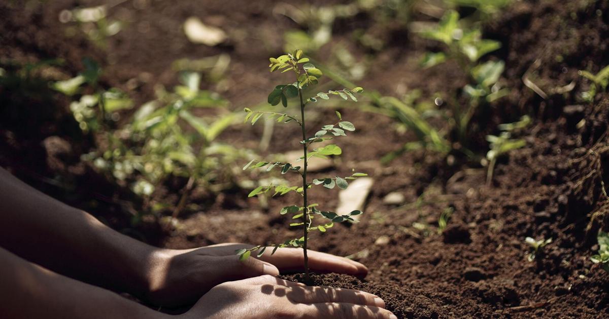 New Mexico Reforestation Center announces permanent home in Mora ...