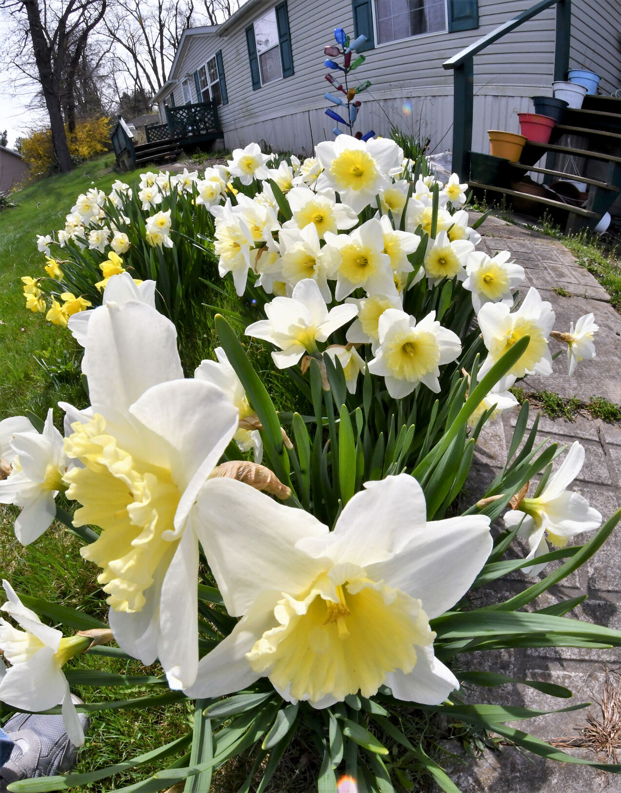 Daffodils in full bloom | Local News | latrobebulletinnews.com