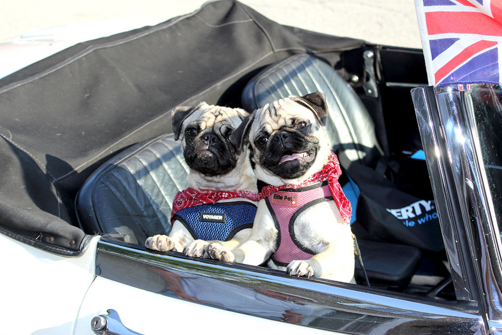 Bonnie And Clyde Local News Latrobebulletinnews Com