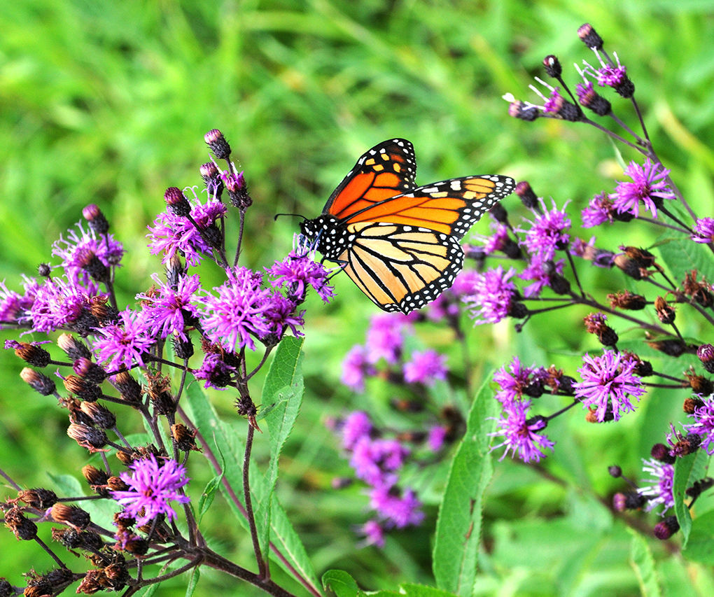 Enter for your chance to win a free Monarch Butterfly Kit