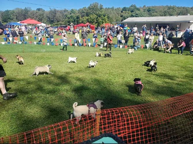 It's all about the pug life | Local News | latrobebulletinnews.com