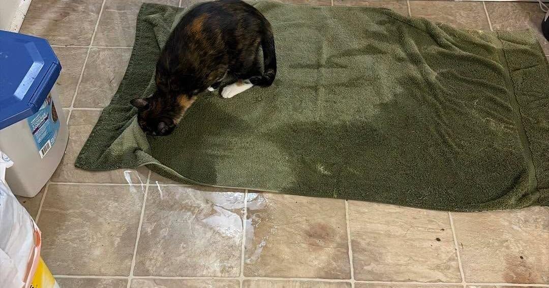 Flood from rain is displacing cats at Unity Township rescue