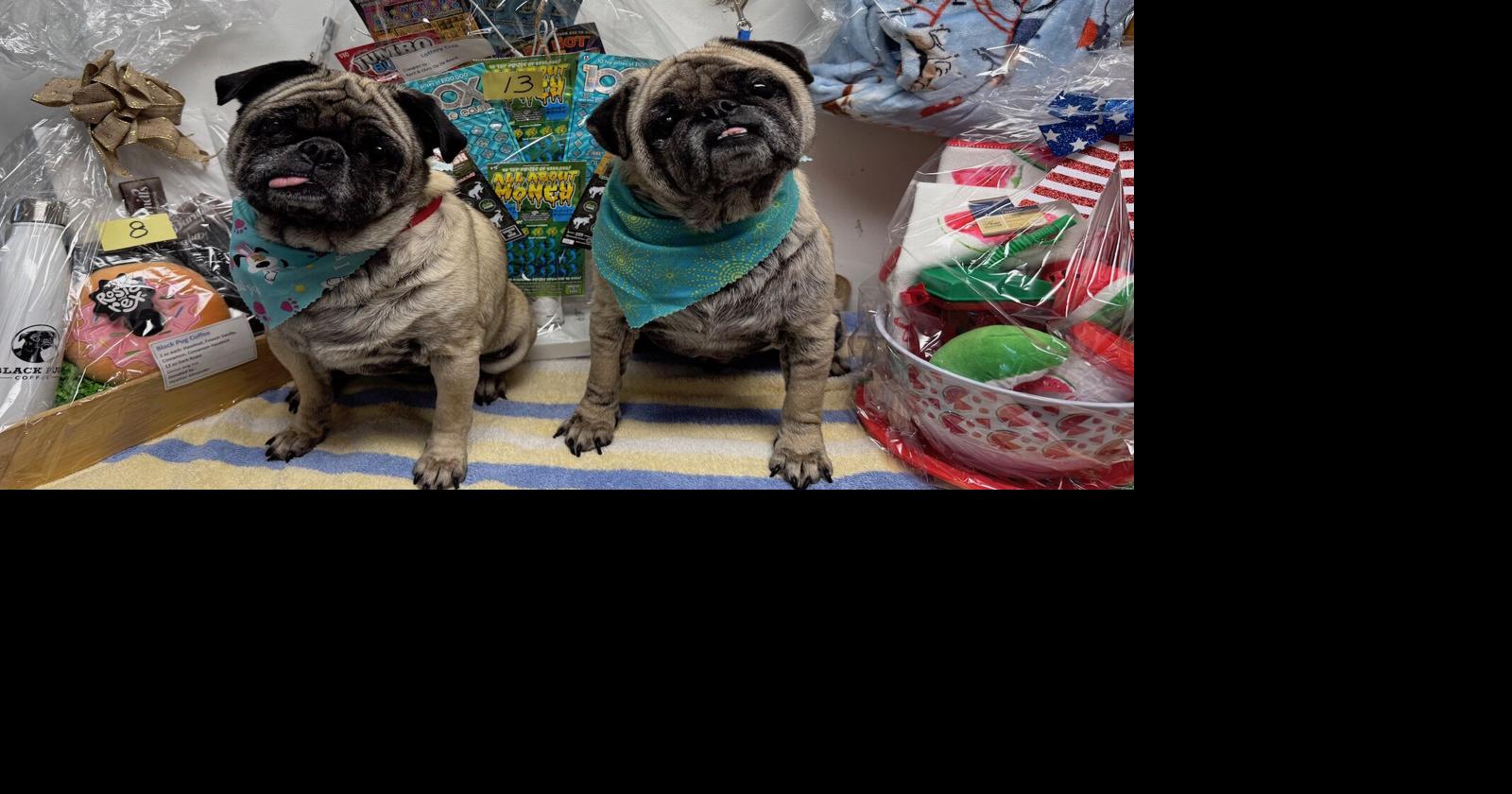 Basket raffle to benefit pug rescue | Local News | latrobebulletinnews.com