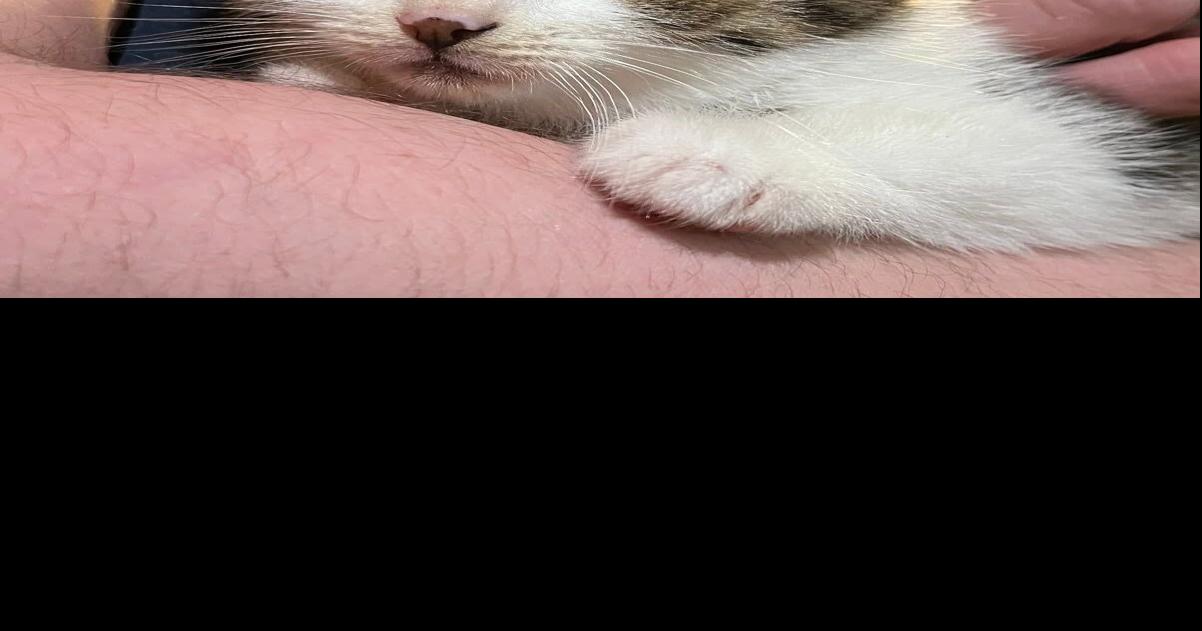 Kitten overpopulation is challenging area rescues