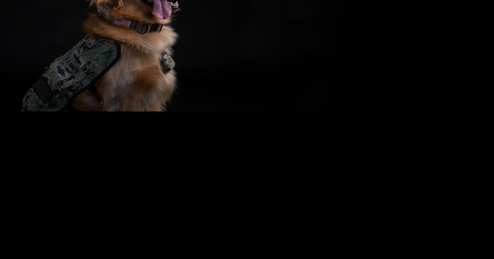 Service dog's vest will be on exhibit at Pennsylvania Military Museum