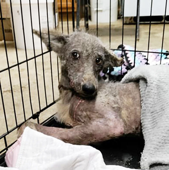 dog breaks out of cage