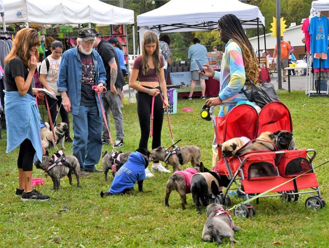 Pugs galore at Pugfest event | Local News | latrobebulletinnews.com