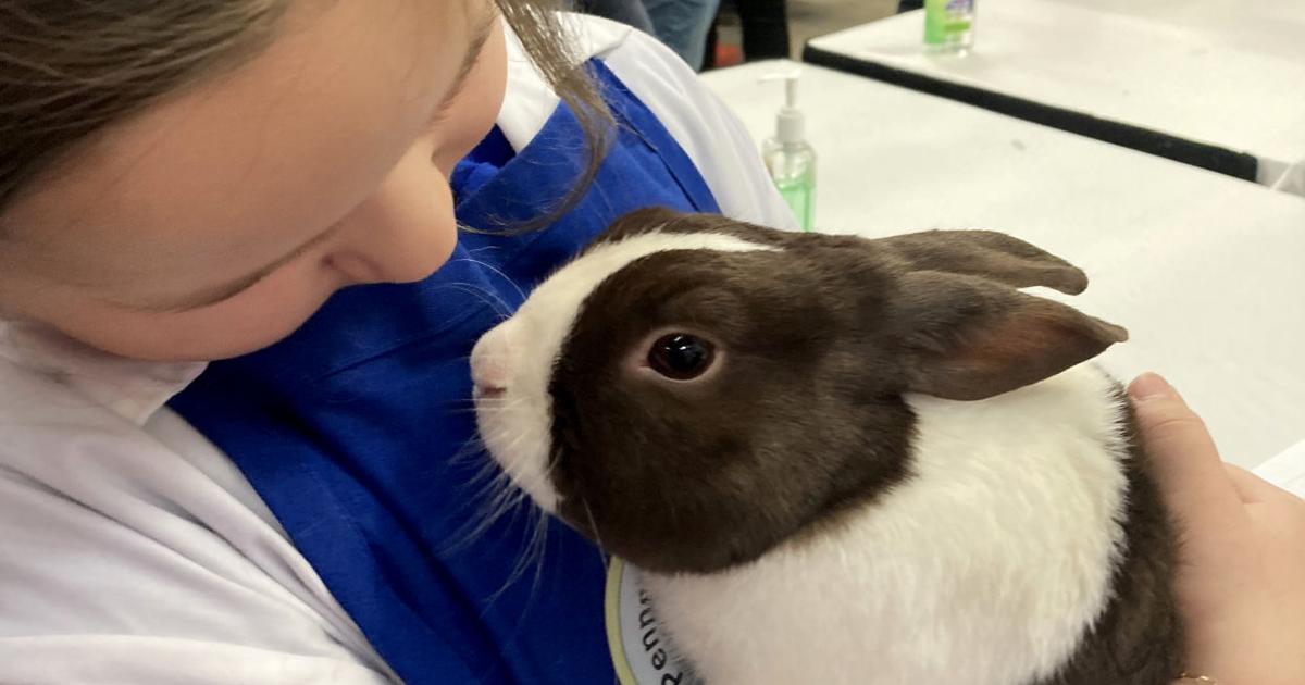 Area students and their rabbits excel at Pennsylvania Farm Show | Local ...