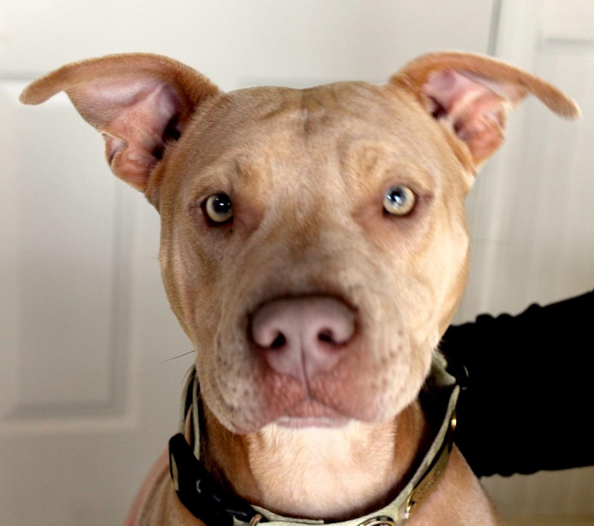 pit bulls natural born killers or