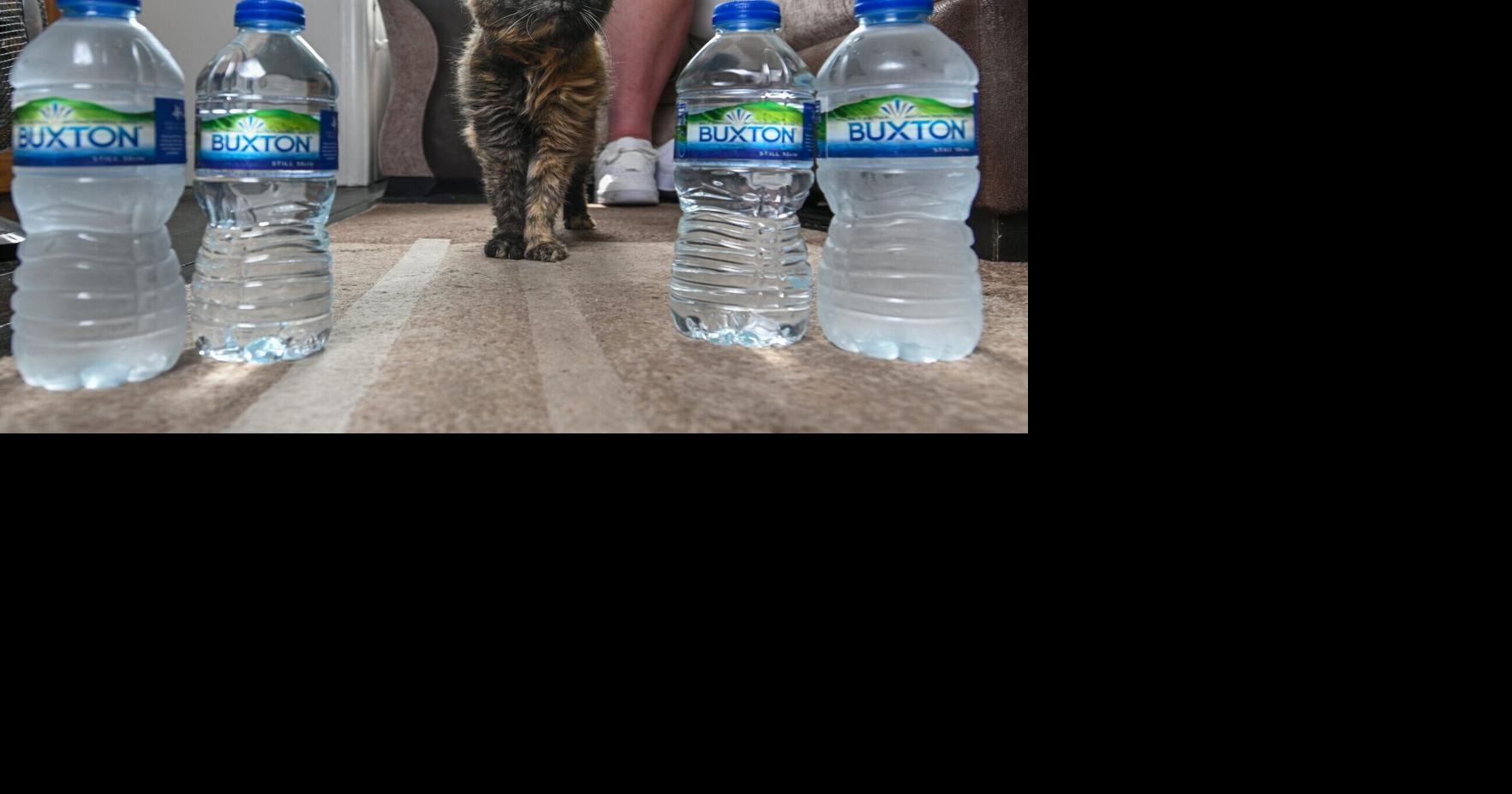 Secret To 31 year old Cat s Long Life Bottled Spring Water National 