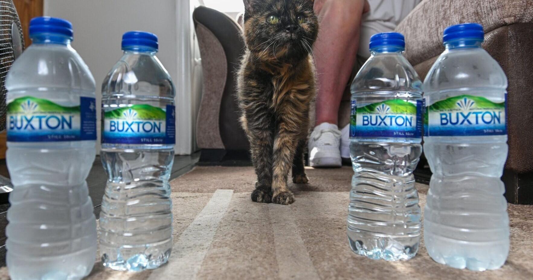 Secret To 31 year old Cat s Long Life Bottled Spring Water National Secret To 31 year old Cat s Long Life Bottled Spring Water National