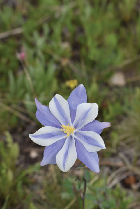 Wildflower season