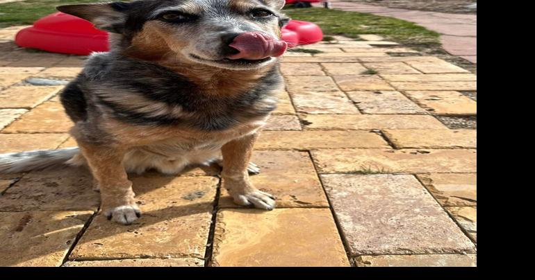 Lost dog found through community effort | Local News