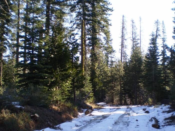 Tahoe Christmas Tree Permits 2022 Seasonal Tree Permit: Eldorado National Forest Christmas Tree Permits On  Sale Tuesday, November 9 | On The Vine | Ledger.news