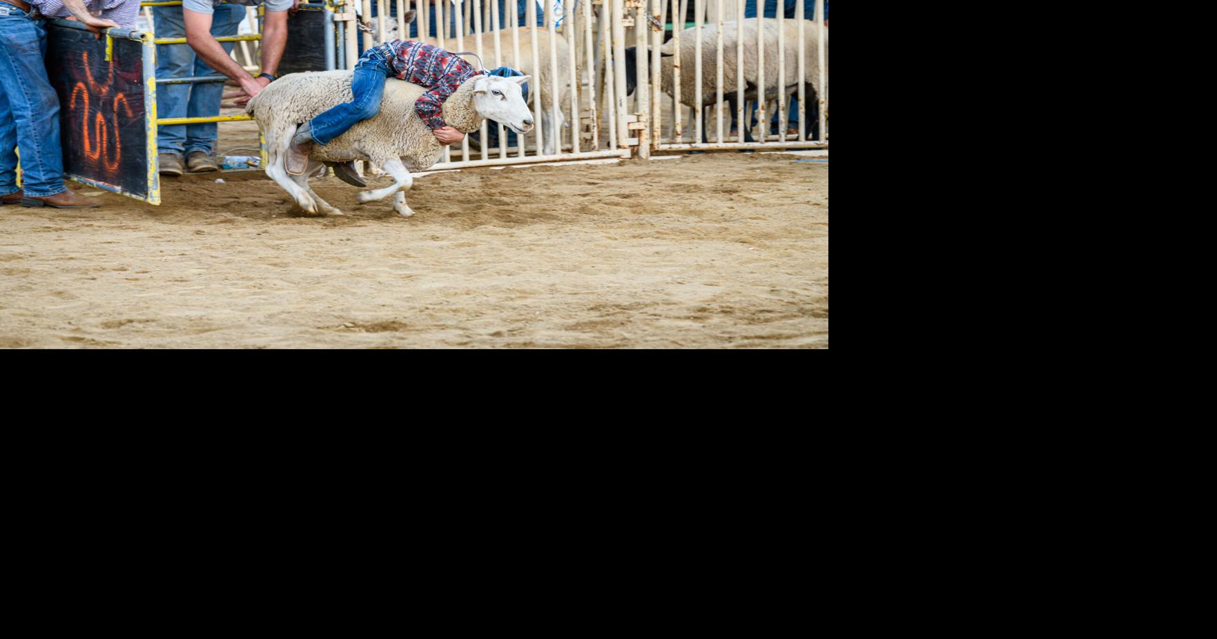 AC Fair-2025-Rodeo Queen-Mutton Bustin-Miss Amador_126.jpg | | ledger.news
