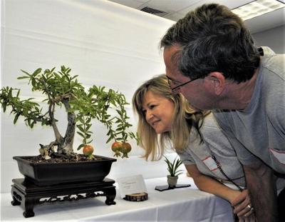 Bonsai Training Workshop Coming On June 1 | On the Vine | ledger.news