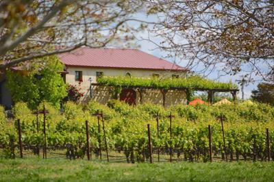 Amador Wineries Rack Up Medals In S F Competition News Ledger