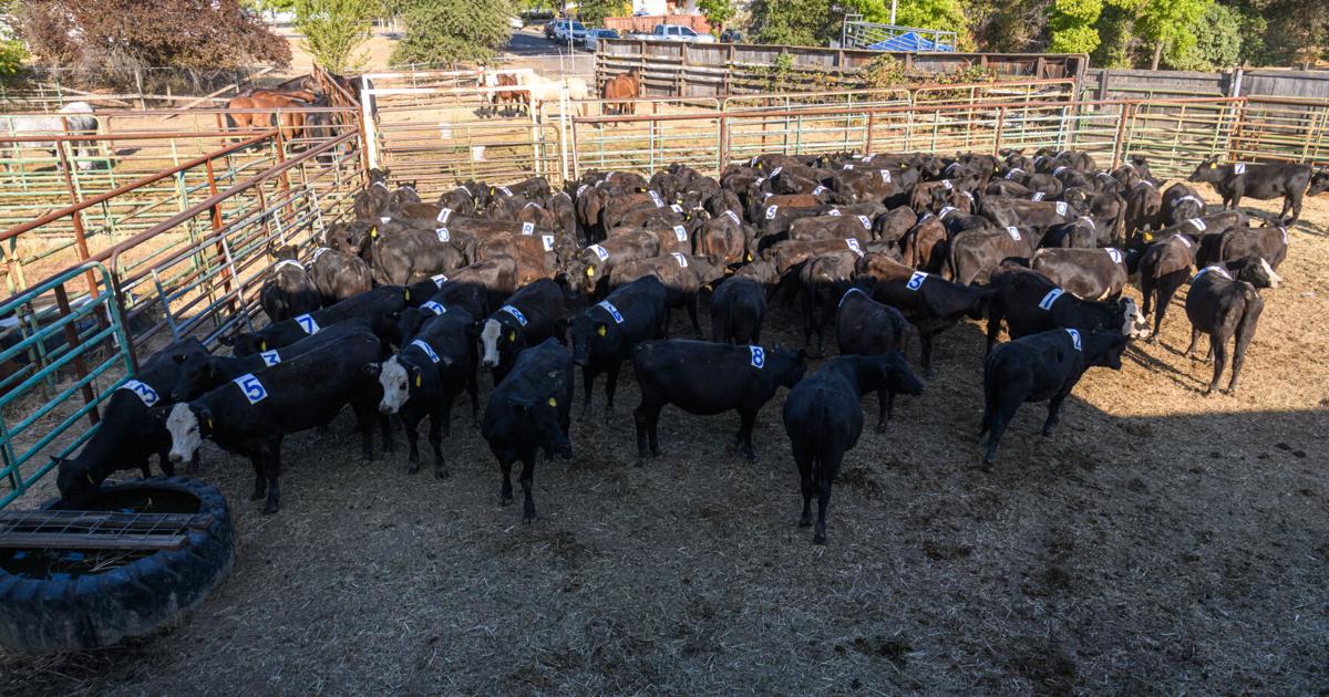 Amado Rd Fair 2024 Amador County Fair: Rodeo and more, Saturday, July 27 | Multimedia ...