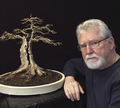 Bonsai Expert Improves Trees By Carving Roots Ledger News